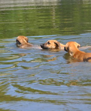 Three Dogs in Water