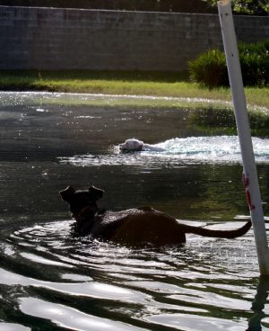 A Dog in the Water Looking at an Object