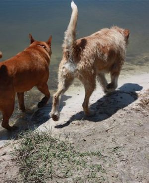 Two Big Dogs Walking, Shadow