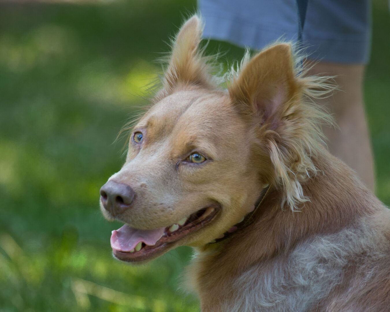 A brown and white dog sitting on a leash.