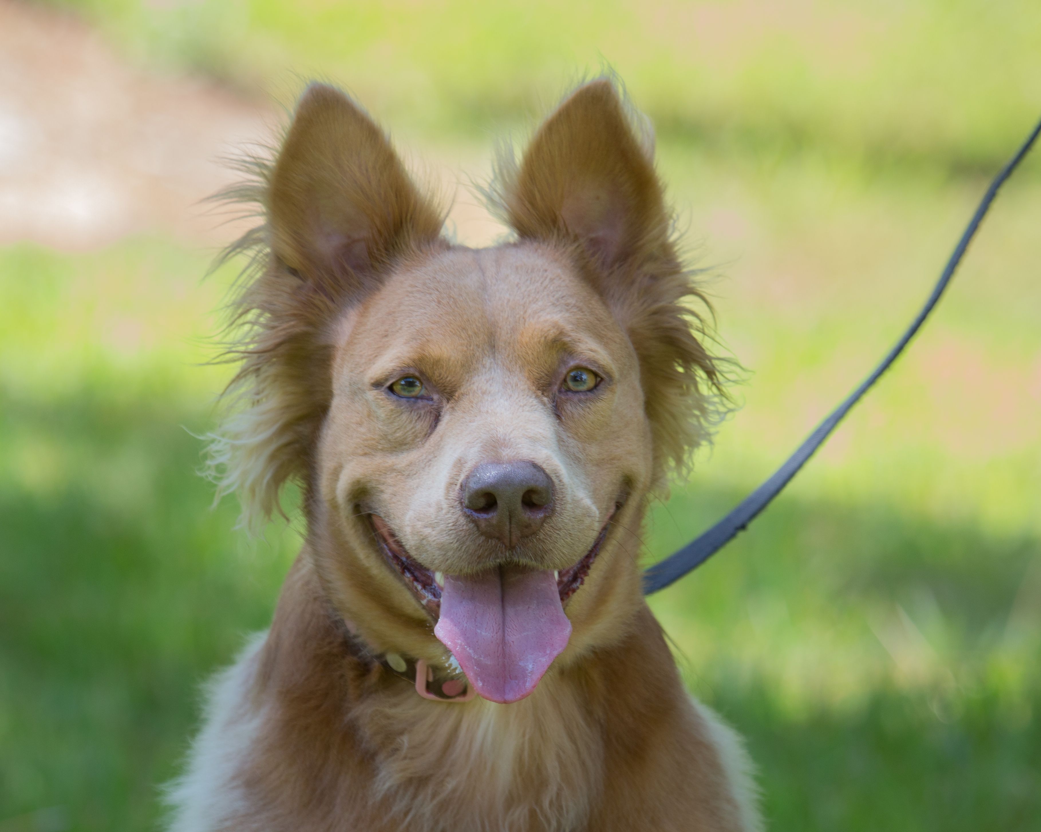 A brown and white dog with its tongue out.