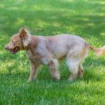 A dog is playing with a frisbee in the grass.