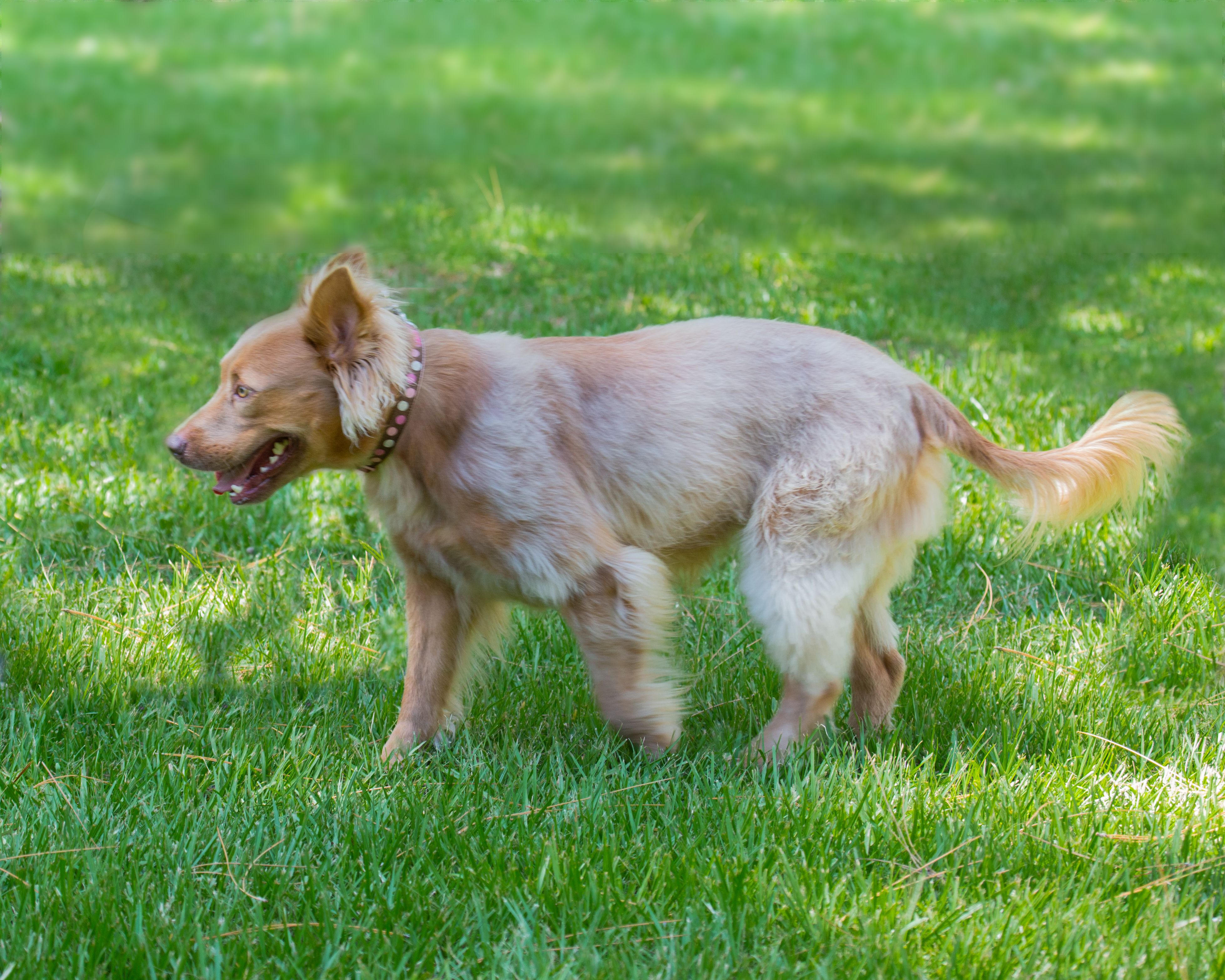 A dog is playing with a frisbee in the grass.