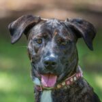 A black and brown dog is looking at the camera.