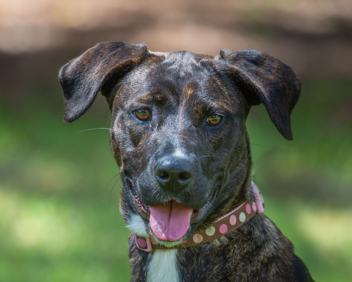 A black and brown dog is looking at the camera.