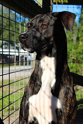 A black and white dog sitting in a cage.