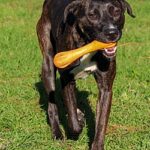 A black dog with a toy in its mouth.