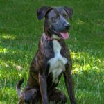 A black and white dog sitting in the grass.