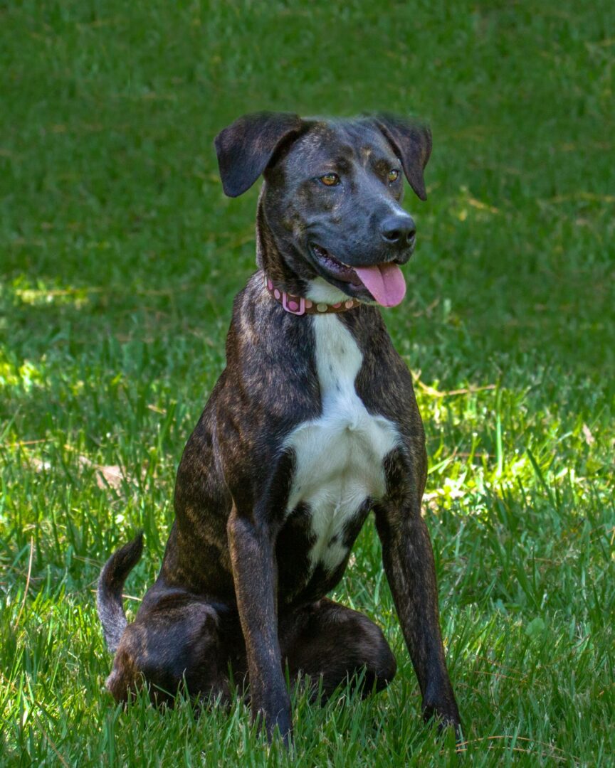 A black and white dog sitting in the grass.