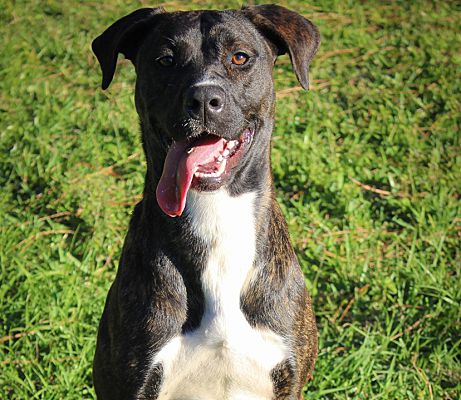 A black and white dog sitting in the grass.