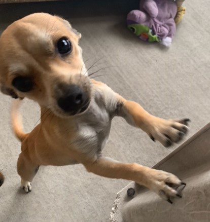 A small chihuahua dog playing with a toy on the floor.
