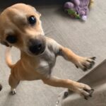 A small chihuahua dog playing with a toy on the floor.