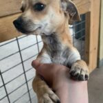 Chihuahua, an adoptable chihuahua & chihuahua.