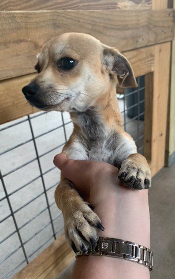 Chihuahua, an adoptable chihuahua & chihuahua.