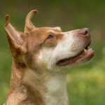 A brown and white dog looking up at the sky.