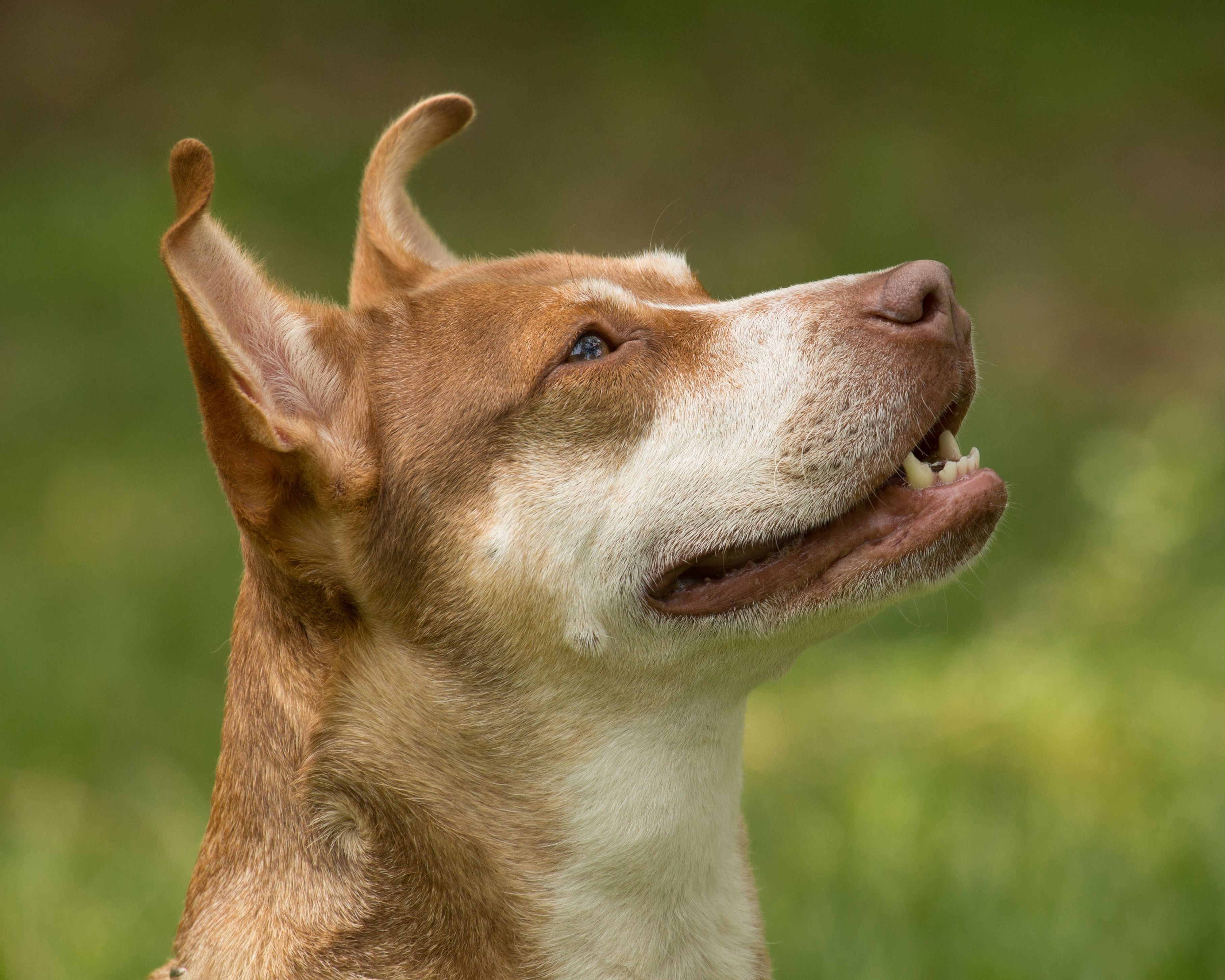 A brown and white dog looking up at the sky.