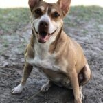 An adoptable chihuahua & chihuahua mix in tampa, f.