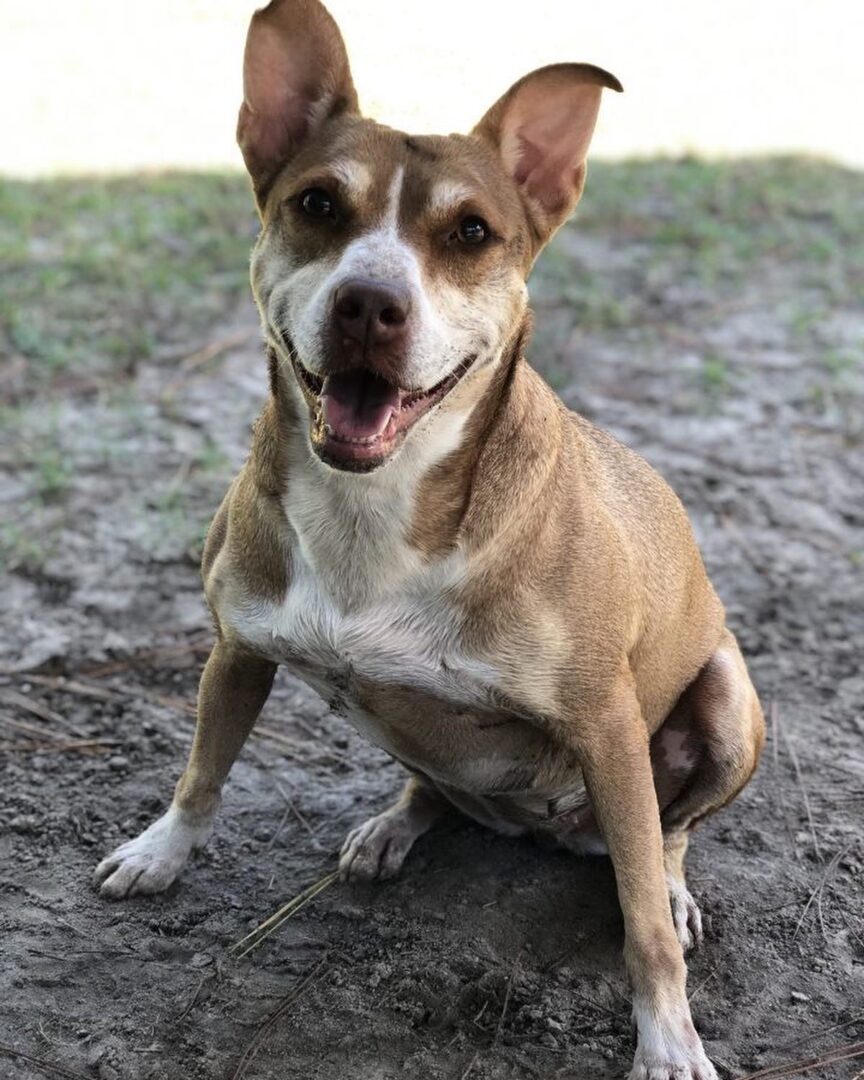 An adoptable chihuahua & chihuahua mix in tampa, f.