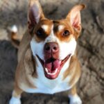A brown and white dog standing on the sand.