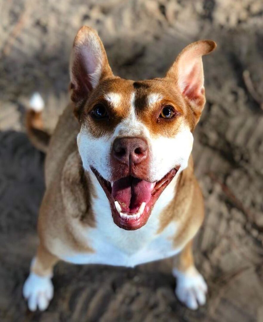 A brown and white dog standing on the sand.