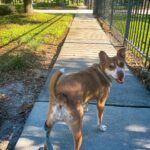 A dog on a leash on a sidewalk.