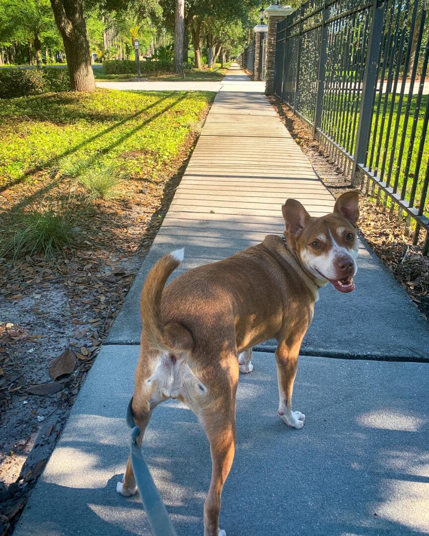 A dog on a leash on a sidewalk.