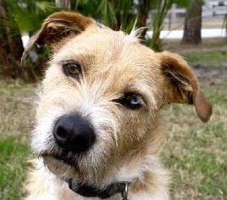 A small brown and white dog sitting in the grass.