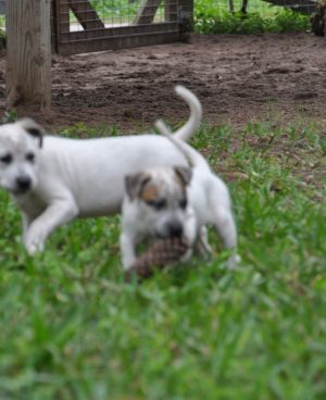 Two Cute Little Puppies