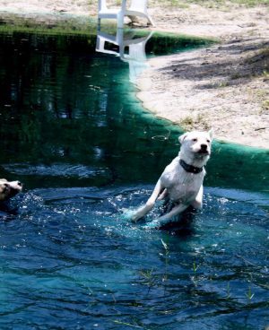 Dogs Playing in Water, Splashing