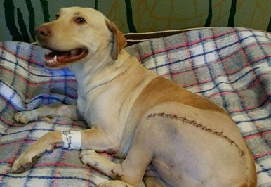 A dog is sitting on a bed with a bandage on his leg.