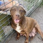 A brown dog sitting on the ground next to a fence.