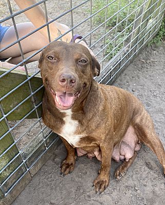 A brown dog sitting on the ground next to a fence.