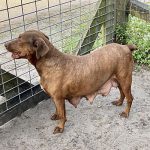 A brown dog standing next to a fence.