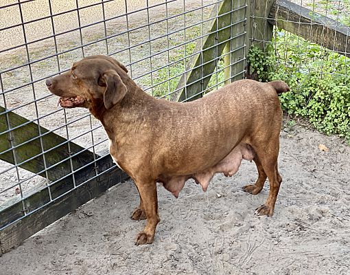 A brown dog standing next to a fence.