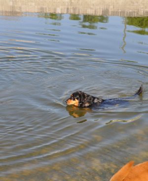 A Dog in the Water with Head and Tail Above