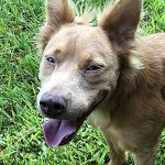 A brown dog standing in the grass with his tongue out.