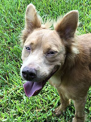A brown dog standing in the grass with his tongue out.