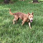 A brown dog standing in the grass near trees.