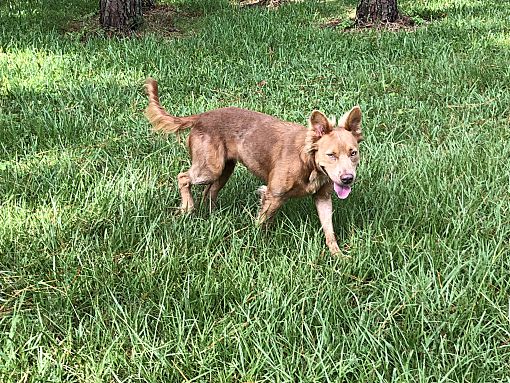 A brown dog standing in the grass near trees.