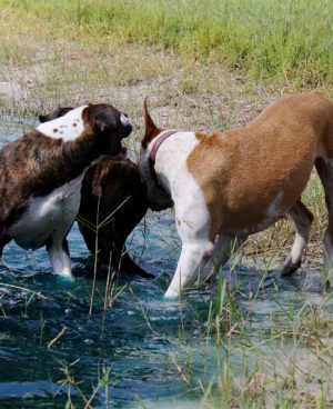 Two Dogs Fighting in the Water