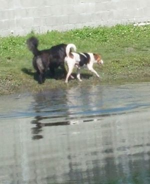 Two Dogs Roaming Near Waterbody