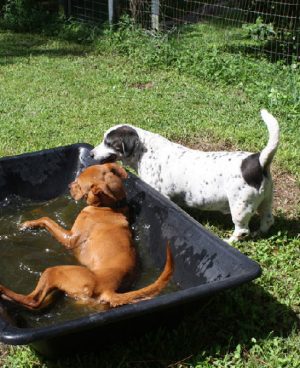 One Dog in Water and One Standing Outside