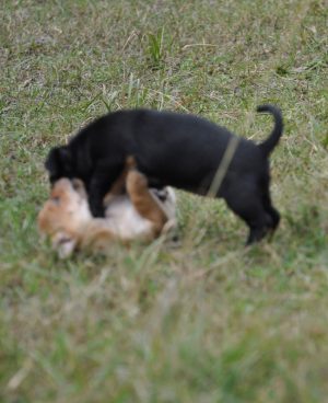 Two Puppies Playing the Field