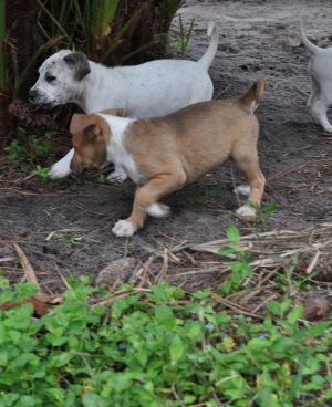 Two Puppies Playing. EARS