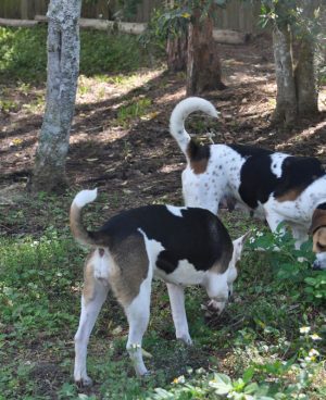 Two Big Dogs in the Woods