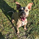 Person, an adoptable pit bull terrier mix in tampa, fl.