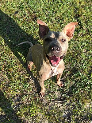 Person, an adoptable pit bull terrier mix in tampa, fl.