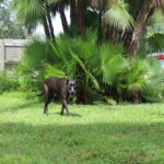 A black dog walking through a grassy area.