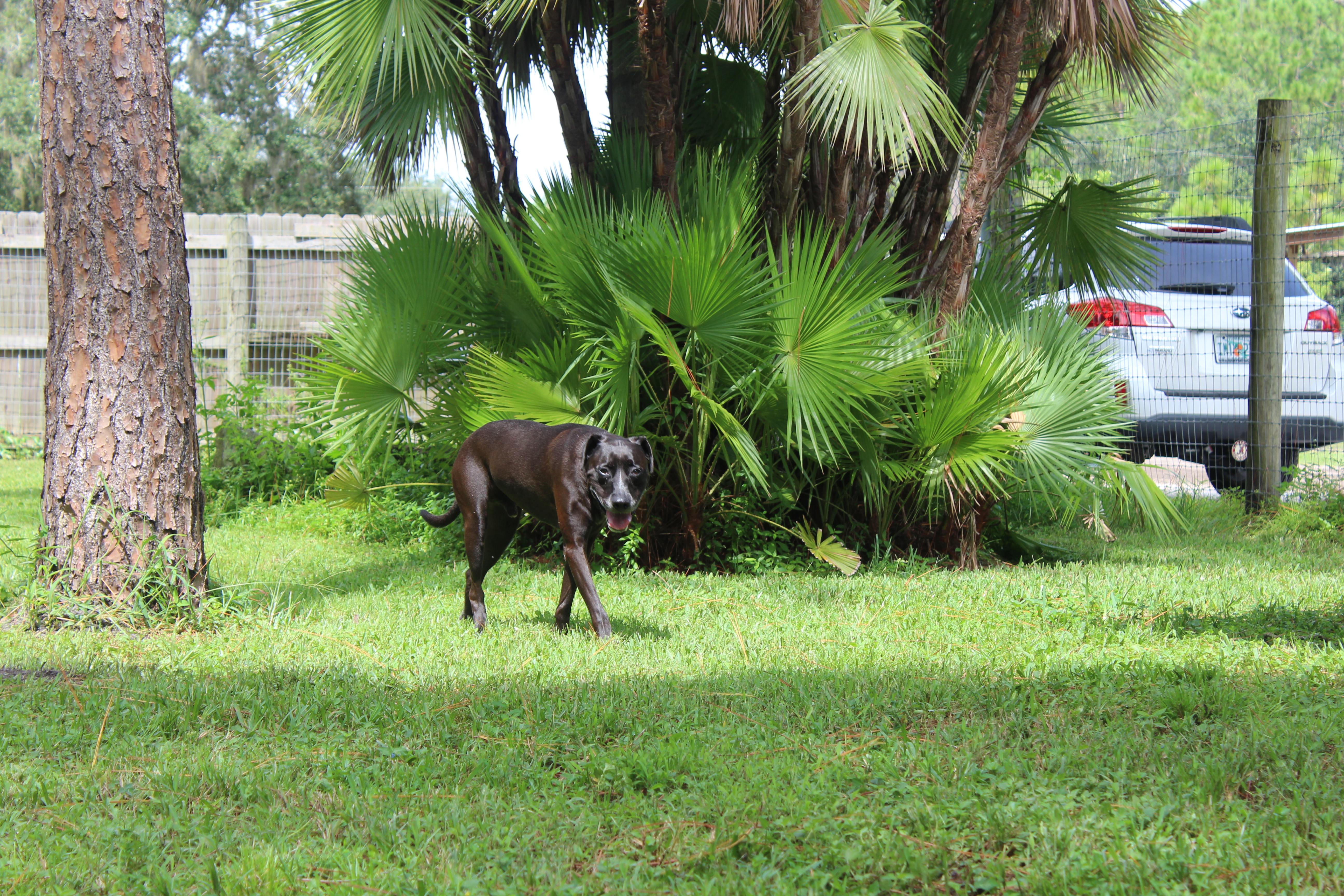 A black dog walking through a grassy area.