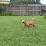 A dog playing with a frisbee in a yard.